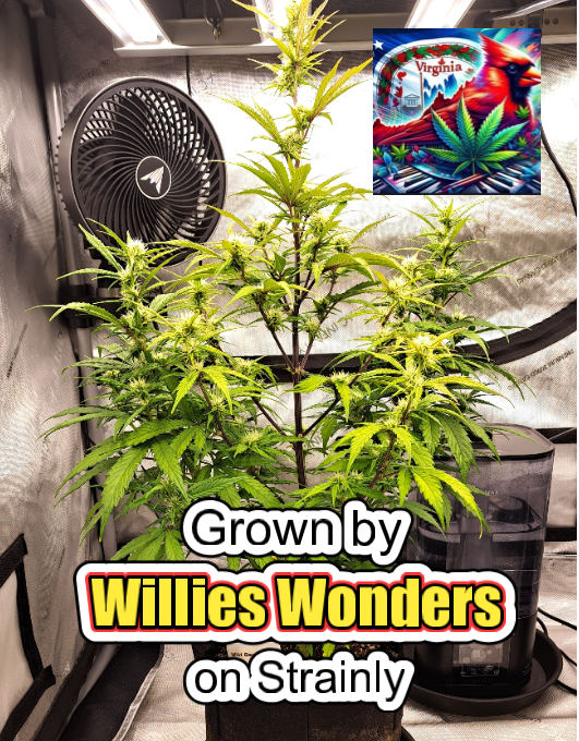 Wild Berry Crack Auto 1.1