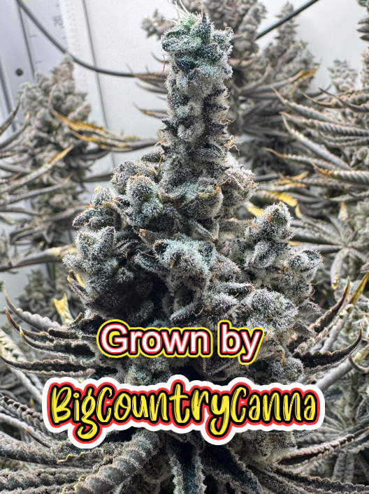 Chimera #3 BigCountryCanna 1