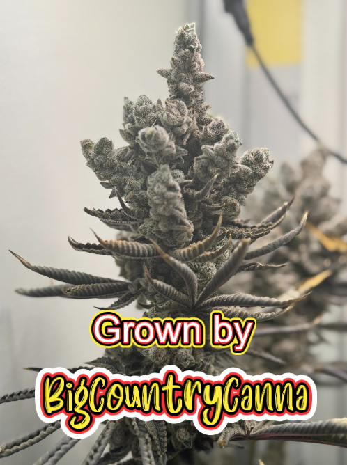 Chimera #3 BigCountryCanna 2