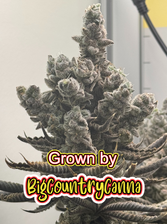 Chimera #3 BigCountryCanna 3