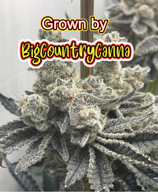 Chimera #3 BigCountryCanna 4