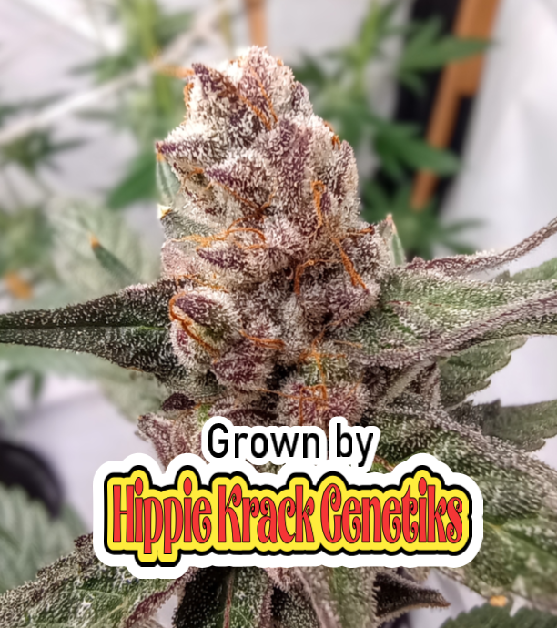 Chimera #3 S1 grown by Hippie Krack 1