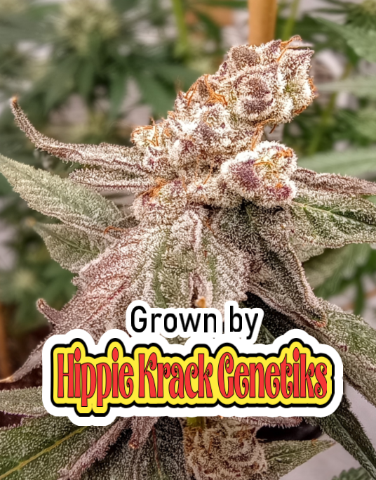 Chimera #3 S1 grown by Hippie Krack 2