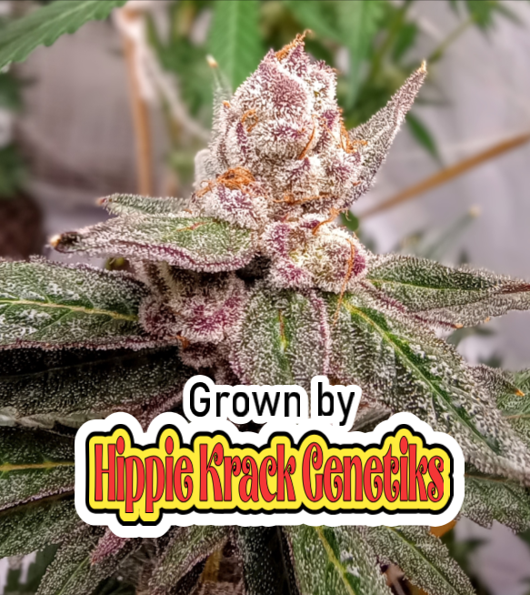 Chimera #3 S1 grown by Hippie Krack 3