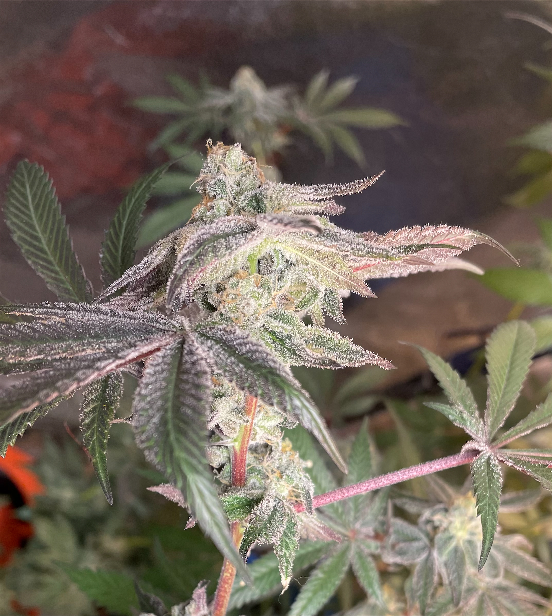 Granddaddy Chimera 2